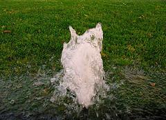 broken sprinkler head soaks lawn